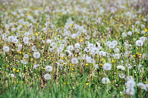 dandelion field